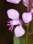 Racemed milkwort